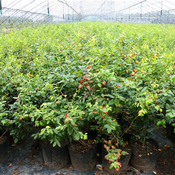 比洛克西蓝莓苗图片